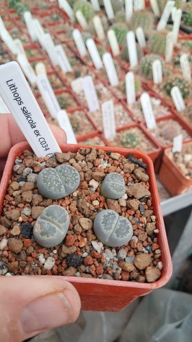 Lithops salicola c034 - salicola,