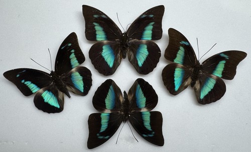 Real butterfly specimens x4 - specimens,