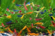 Shrimpo freshwater - el,