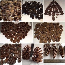 Pine, Fir, Sequoia, Alder