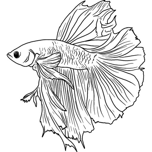 Siamese fighting fish - 'siamese, fish'
