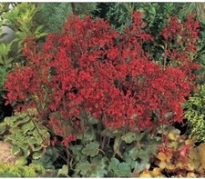 Heuchera 'Ruby Bells'