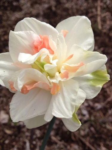 Daffodils white wonder the - daffodils,