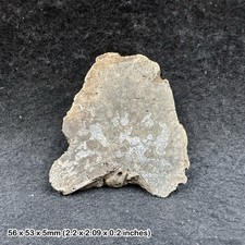 Fossil british dinosaur