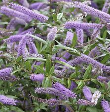 3X HEBE SHRUB MIDSUMMER BEAUTY