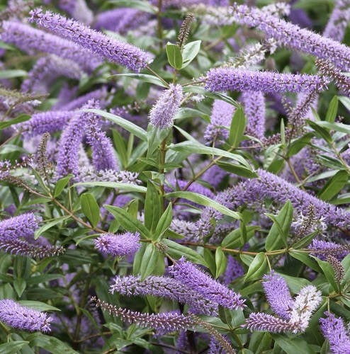 Hebe shrub midsummer - hebe, beauty