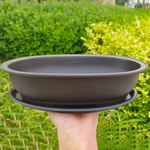 Long rectangular oval plant - long,