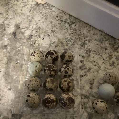 Quail mixed fertilized will - mixed,