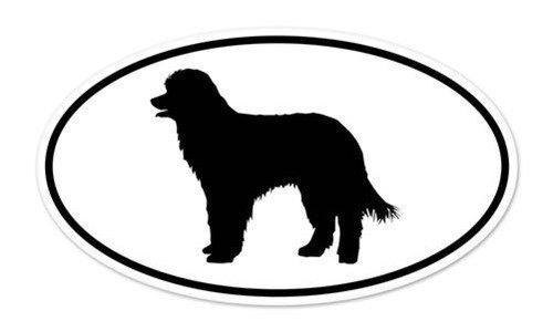 Pyrenean shepherd dog breed - shepherd,