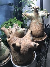 XXL Rooted Cyphostemma Uter