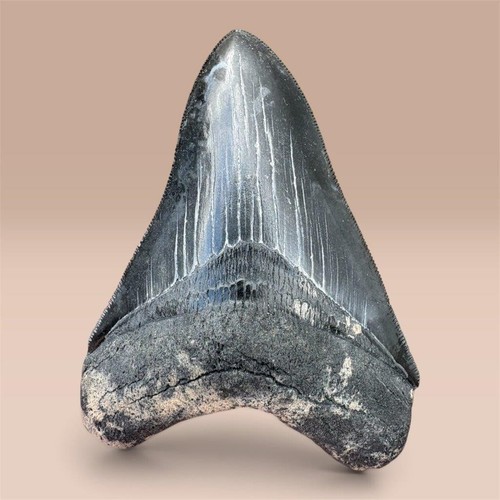 Megalodon tooth fossil large - fossil,