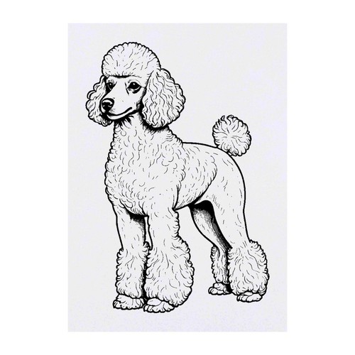 Standard poodle temporary - 'standard, poodle'
