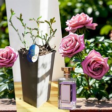 Hardy Perfume Rose Shrub 2L