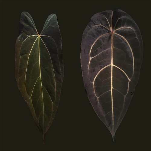 Anthurium papi legend x - legend,