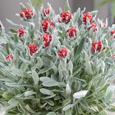 Helichrysum Red Jewel Vibrant Red Hardy Flower Outdoor Garden Plant in Pot