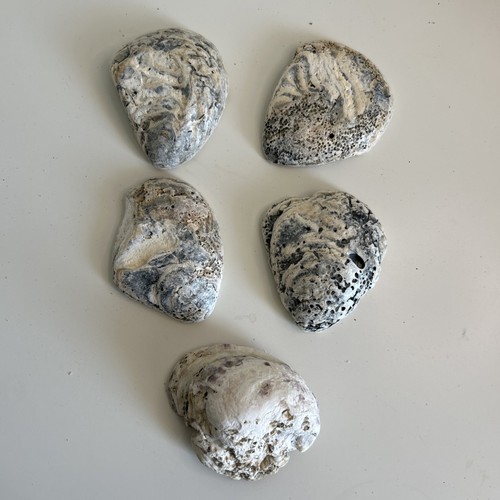 Oyster shells heavily sea - oyster,