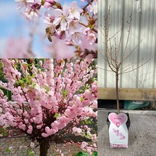 Cherry Blossom Tree Plant