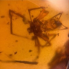 SPIDER in Burmese Amber /