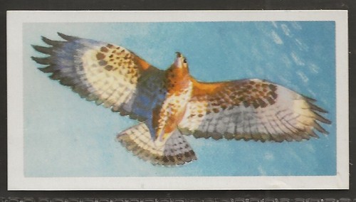 Brooke bond bird - brooke,