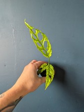 Monstera Obliqua Peru Rare