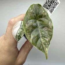Alocasia Azlanii Variegata