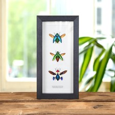Jewel Beetle Trio in Box Frame