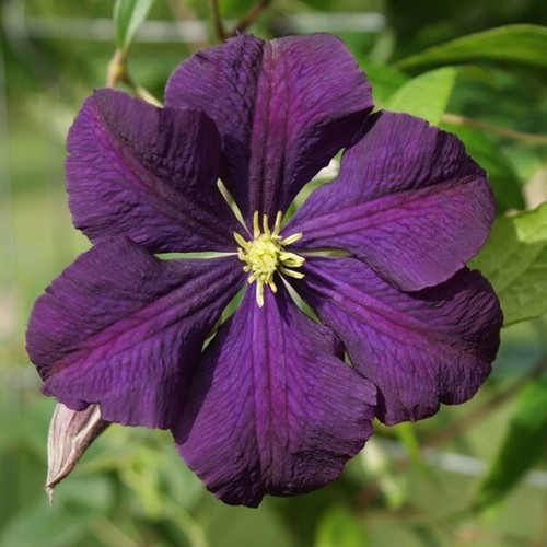 Purple clematis etoile - purple,