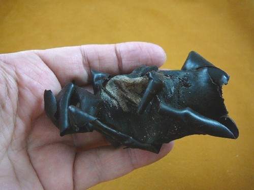 Horn shark egg case - (s800-12),