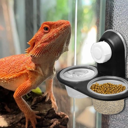 Gecko food holder feeding - gecko,