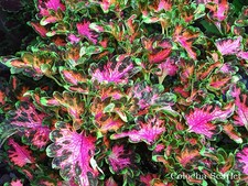 Coleus Colocha Scarlet extra