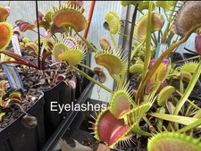 Dionaea Muscipula Venus