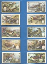 BIRDS NESTS & EGGS.23 GALLAHER