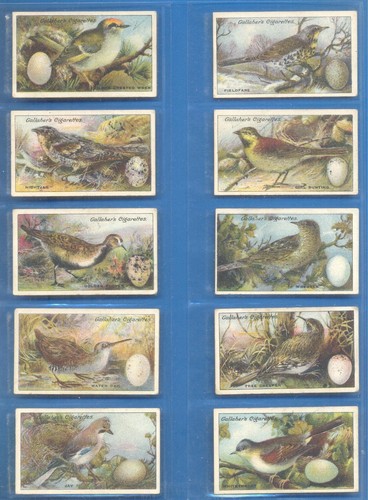 Birds nests eggs - birds, gallaher