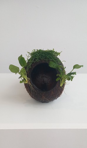 Anubias java moss on - on, coconut