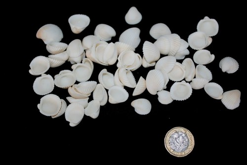 White cockle shells - white,