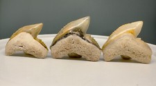 3 Sharply serrated, colorful Fossil TIGER SHARK Teeth - Bone Valley, USA