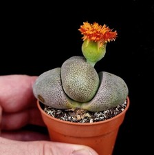 Pleiospilos Nelii 'Split Rock' living stone succulent houseplant in 5 cm pots