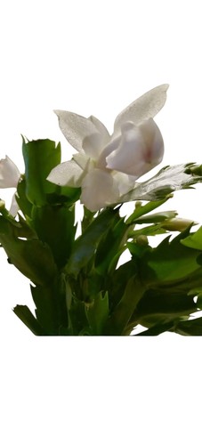 Christmas cactus melissa - christmas, 'melissa