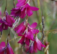 Dierama pulcherrimum 'Blackberry Bells' - Angel's Fishing Rod - 8 seeds