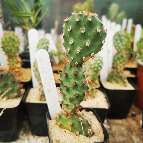 Opuntia baby rita - "baby,