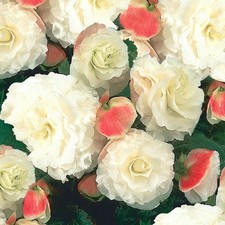 6 Begonia Nonstop Appleblossom