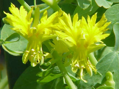 Canary creeper nasturtium - canary,