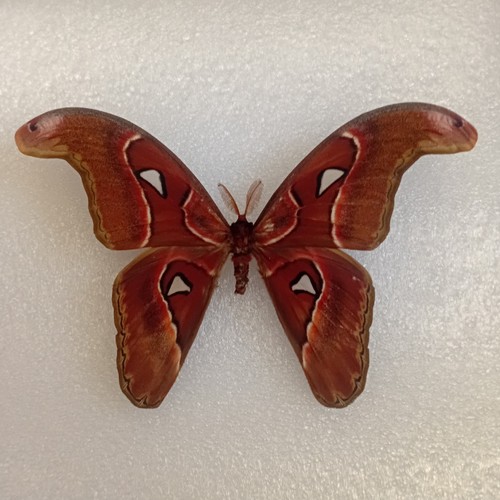 Attacus lorquinii phillipine - lorquinii,,