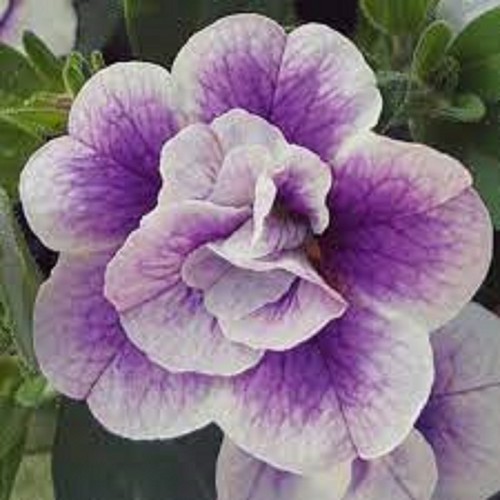 Trailing calibrachoa double - calibrachoa,