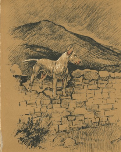 Bull terrier vintage 1936 dog - terrier,