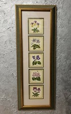 MANUSCRIPT Limited England, Pansies Flowers Identification Print Frame 67 cm 🌼