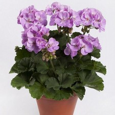 6 Zonal Geranium Lavender