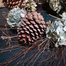 12 Large Monterey Pine Cones