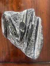 Fossil Orthoceras Slab in Black Marble Slab Worldwide Fossils Genuine
