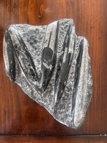 Fossil orthoceras slab - fossil,